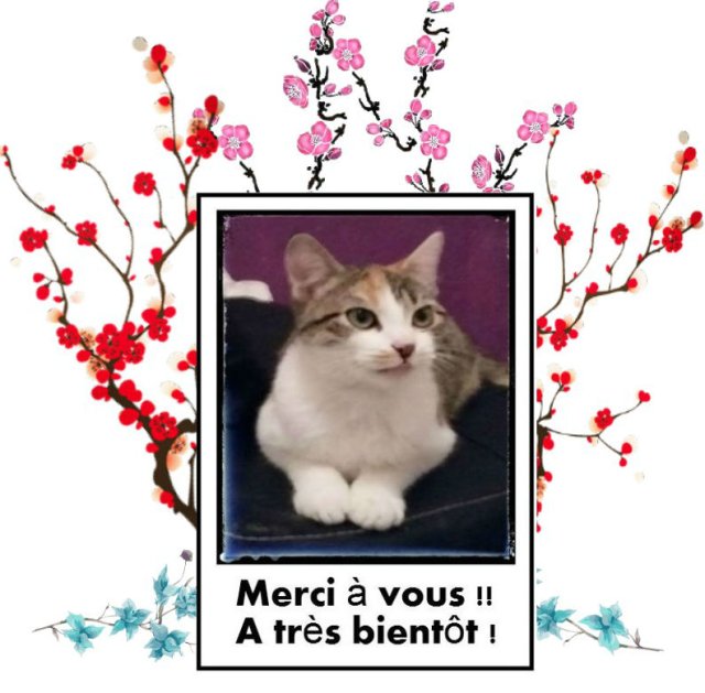 Le Chat Malin Ulule