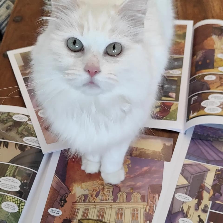 Parole De Chat Tome 1 Le Manoir Ulule