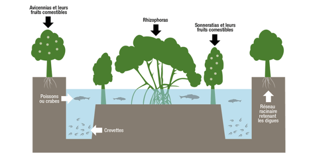 RÃ©sultat de recherche d'images pour "mangrove schÃ©ma"