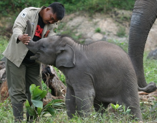 Celui Qui S Occupe Et Soigne Les Elephant